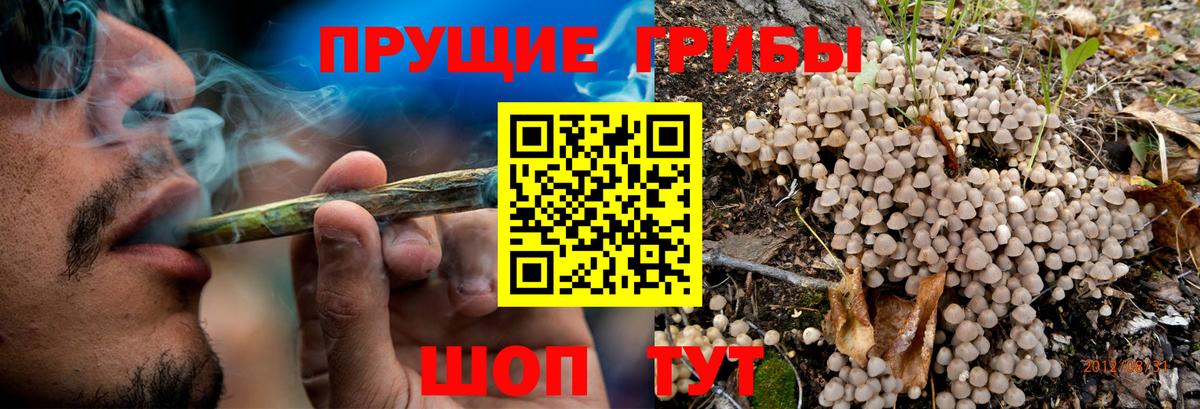 Полевской  Галлюциногенные грибы Cubensis  Вход с VPN 